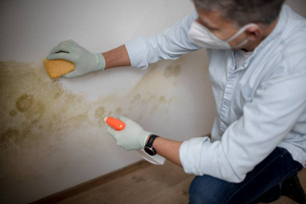 Best Residential Mold Removal  in Saratoga Springs, NY