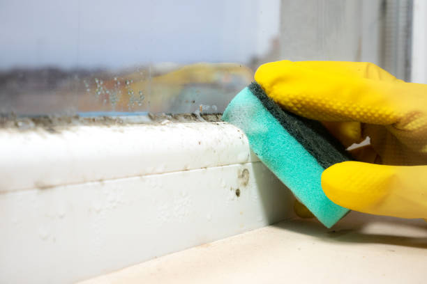 Best Local Mold Removal Service  in Saratoga Springs, NY