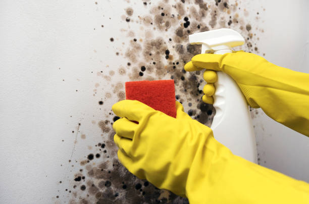 Best Best Mold Removal Companies  in Saratoga Springs, NY