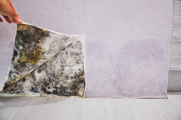 Best Office Mold Removal Services  in Saratoga Springs, NY
